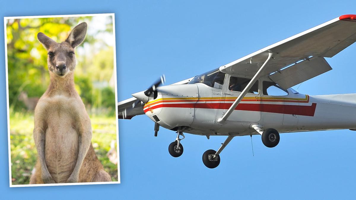 A light plane has crashed after a mishap with a kangaroo.