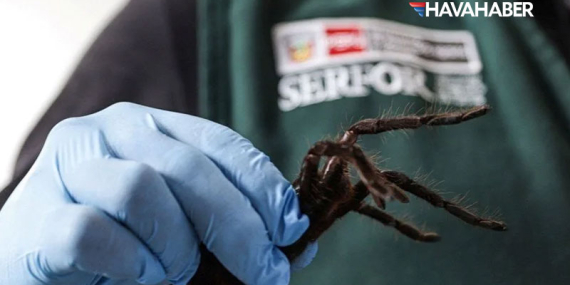 Peru’da şok eden olay! Havalimanında tarantula operasyonu: Üzerinde yüzlerce egzotik hayvanla yakalandı