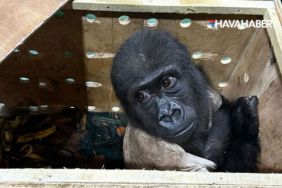 bebek-goril-istanbul-havalimanu