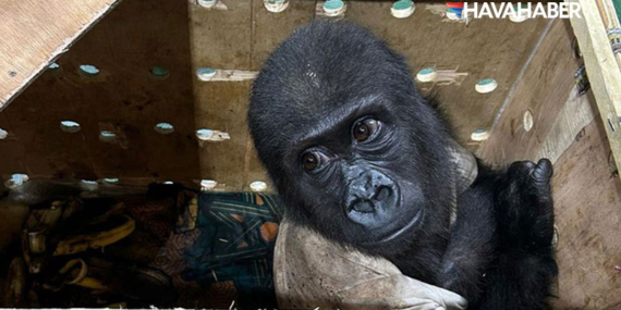 İstanbul Havalimanı’nda yakalanan yavru goril Nijerya’ya gönderiliyor