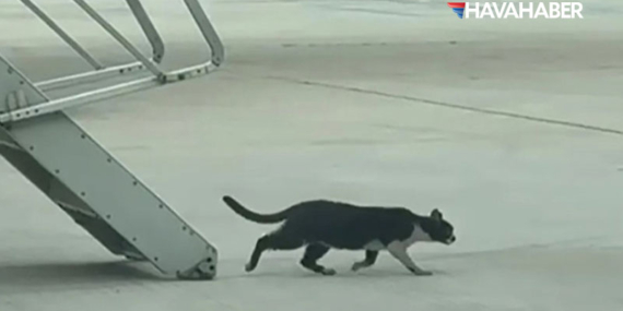 Ryanair Uçağına Giren Kedi Krize Neden Oldu!