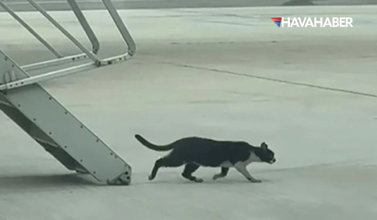 ryanair-kedi-uçak