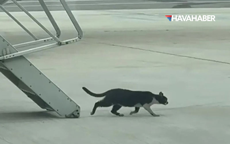 ryanair-kedi-uçak