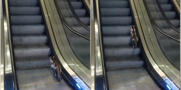 Yürüyen merdivene ters binen kedinin yardımına vatandaş koştu