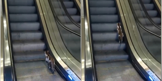 Yürüyen merdivene ters binen kedinin yardımına vatandaş koştu