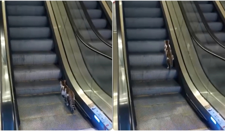 Sabiha Gökçen Havalimanı’nda yürüyen merdivene ters binen kedinin yardımına vatandaş koştu