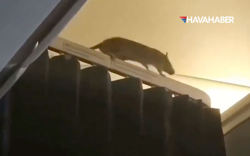 KLM Uçağında Fare Alarmı: Kabinde Panik Yaşandı