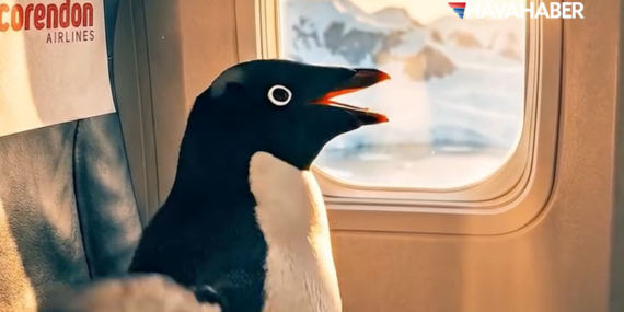 O ‘küskün’ penguenin kaderi değişti: Corendon Airlines’tan viral olan reklam filmi!