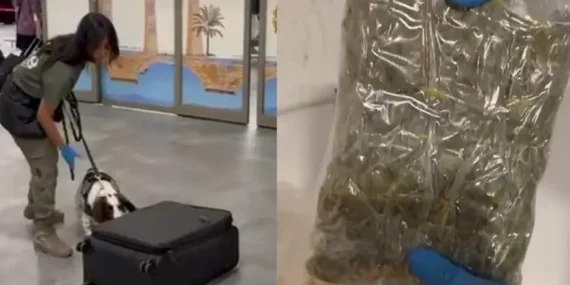 Çukurova Havalimanı’nda X-ray affetmedi, köpek kokusunu aldı: Mısır gevreği kutularından 4,5 kilo ‘zehir’ çıktı!