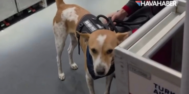 THY uçak köpek