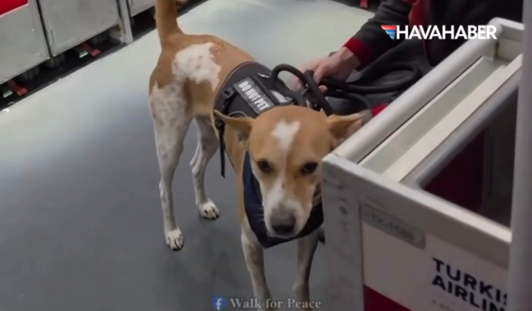 THY uçak köpek