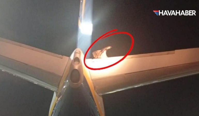 Ryanair Uçağının Kuyruğuna Konan Akbaba Uçuşu Erteletti