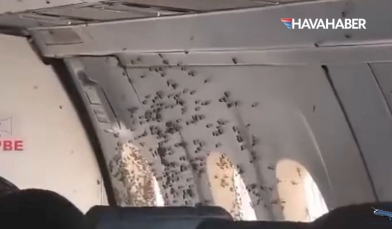 Arılar insani yardım uçağını zor durumda bıraktı: Uçak güvenlik için indi